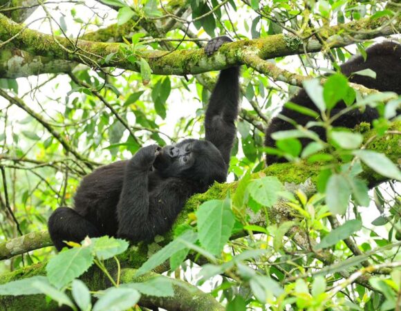 Tracking Gorillas with Umoja Motherland Tours