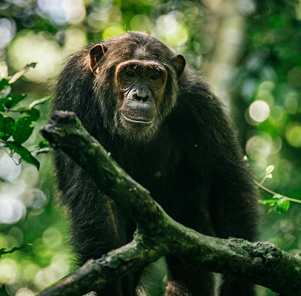 Kibale Forest NP