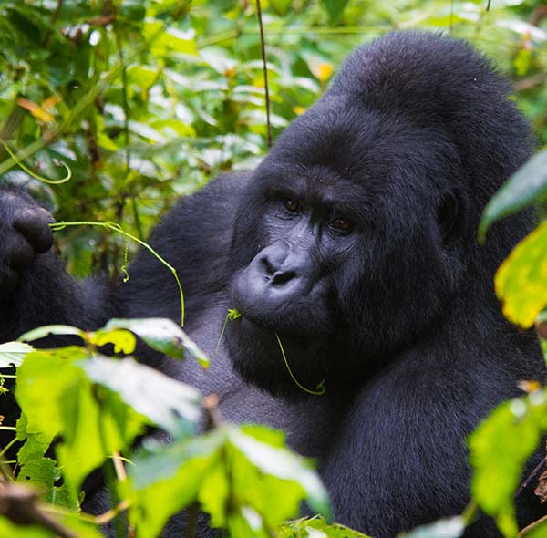 Uganda