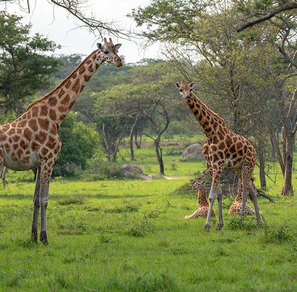 A Feel Of Uganda