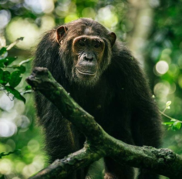 A Vacation in Uganda