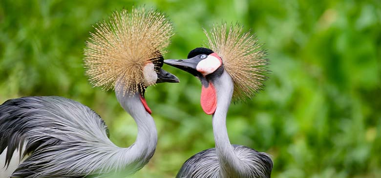 Uganda